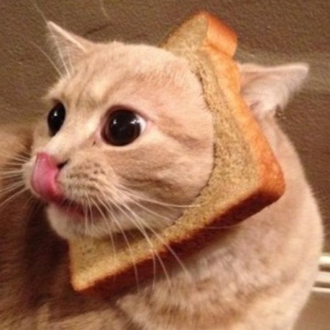 In-Bread Cat - E! Online - AU